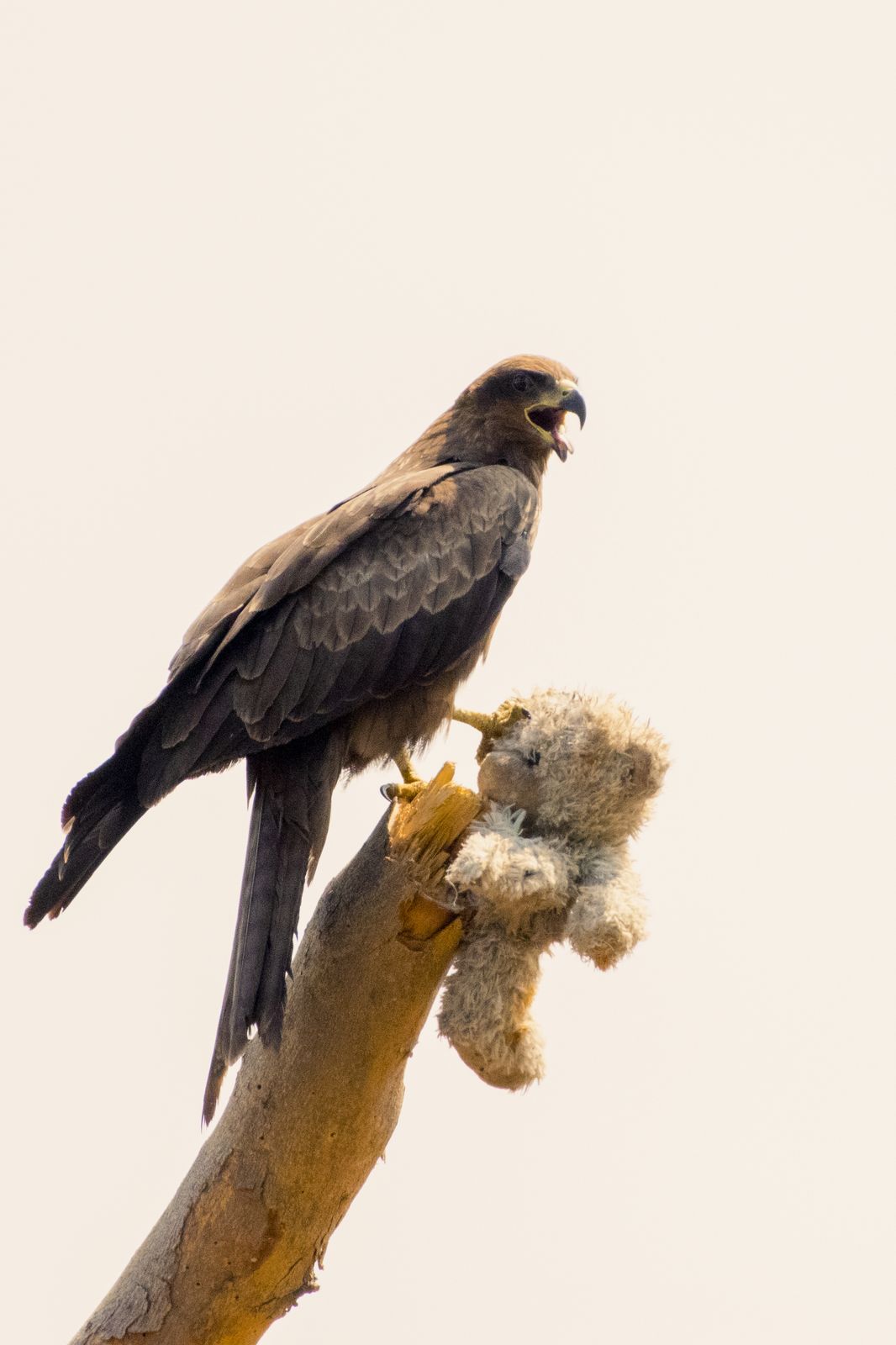 Black kite (1)